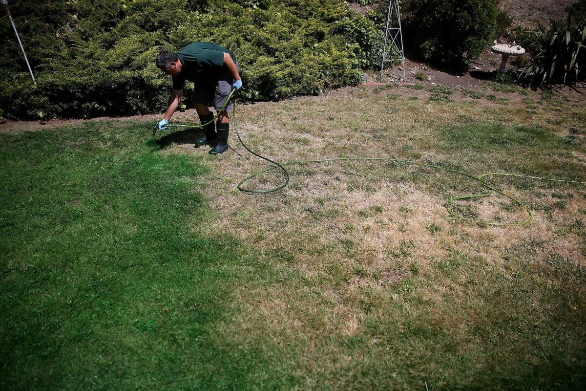 Brown Lawns Green owner Bill Schaffer applies green paint to a lawn on May 29 in Novato, Calif. As the severe California drought continues to worsen, homeowners and businesses looking to conserve water are letting lawns go dormant and some are having them painted to look green.