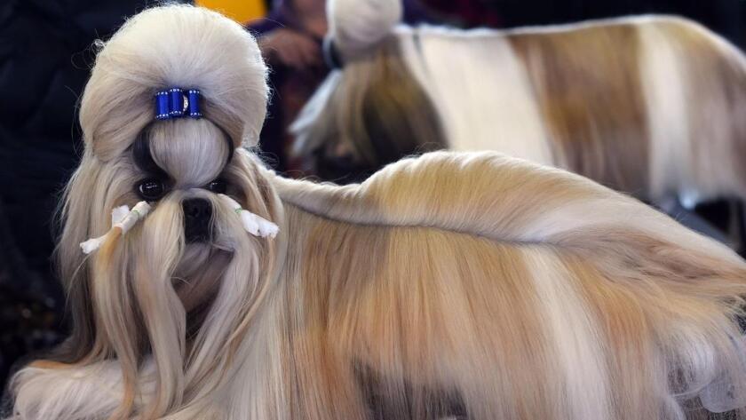A Shih Tzu in the benching area at the Westminster Kennel Club Dog Show in New York.