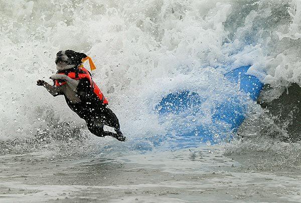 A surf dog wipes out during the second annual Surf City Surf Dog competition on Sunday at Dog Beach in Huntington Beach.