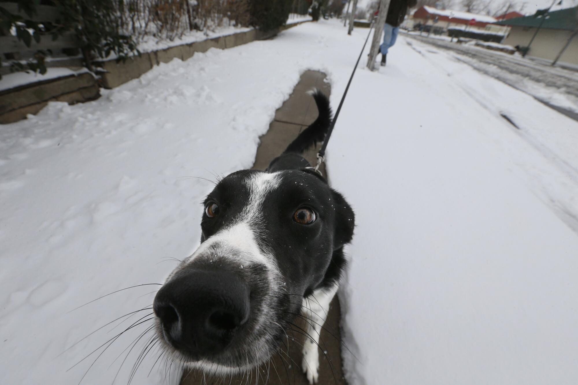 A dog walks on snowy pavement