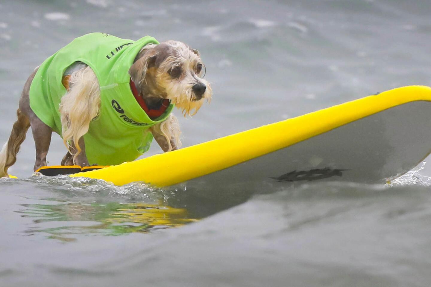 Dogs stay cool at Imperial Beach Surf Dog Competition - The San Diego ...