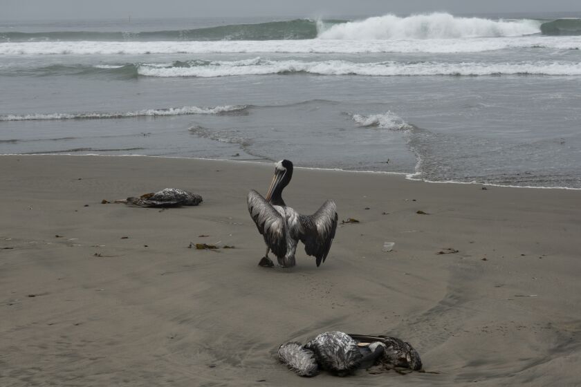 Dead pelicans lay on the beach, as another struggles to walk, on Santa Maria beach in Lima, Peru, Tuesday, Nov. 29, 2022. At least 13,000 pelicans have died so far in November along the Pacific of Peru from bird flu, according to The National Forest and Wildlife Service (Serfor) on Tuesday. (AP Photo/Guadalupe Pardo)