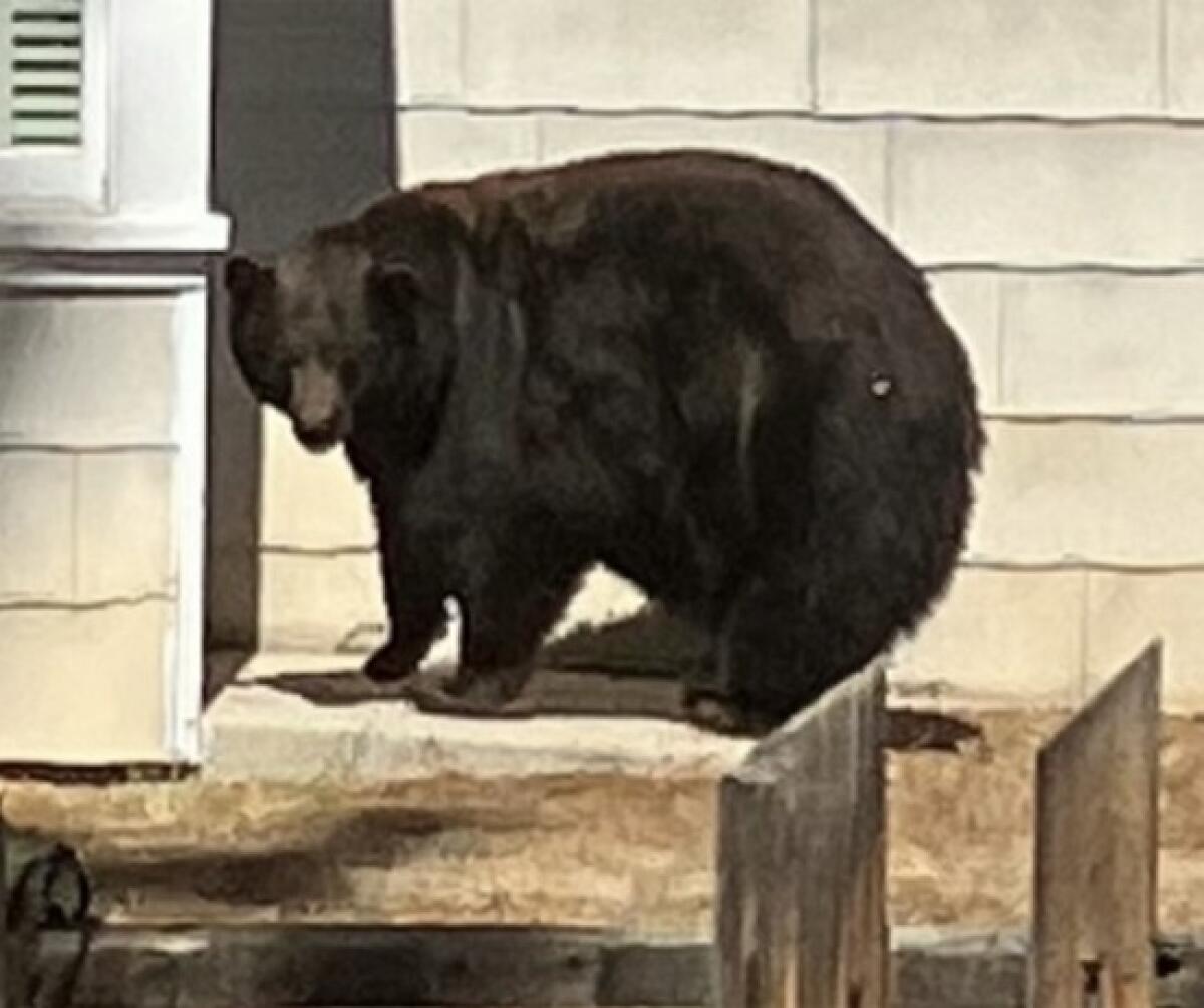 Large black bear outside a building.
