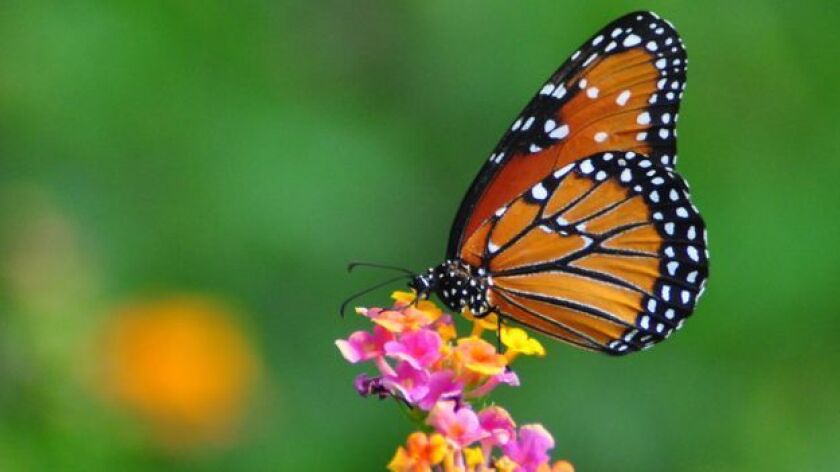 Starter Kits Help You Grow A Garden For Butterflies The San