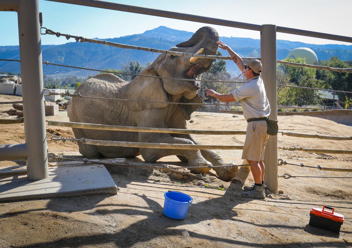 "Khosi," a thee-year-old African elephant opens her mouth so Peter Hagopian, an elephant keeper at the San Diego Zoo Safari Park , can get a look at her teeth during a physical exam on January 22, 2020.