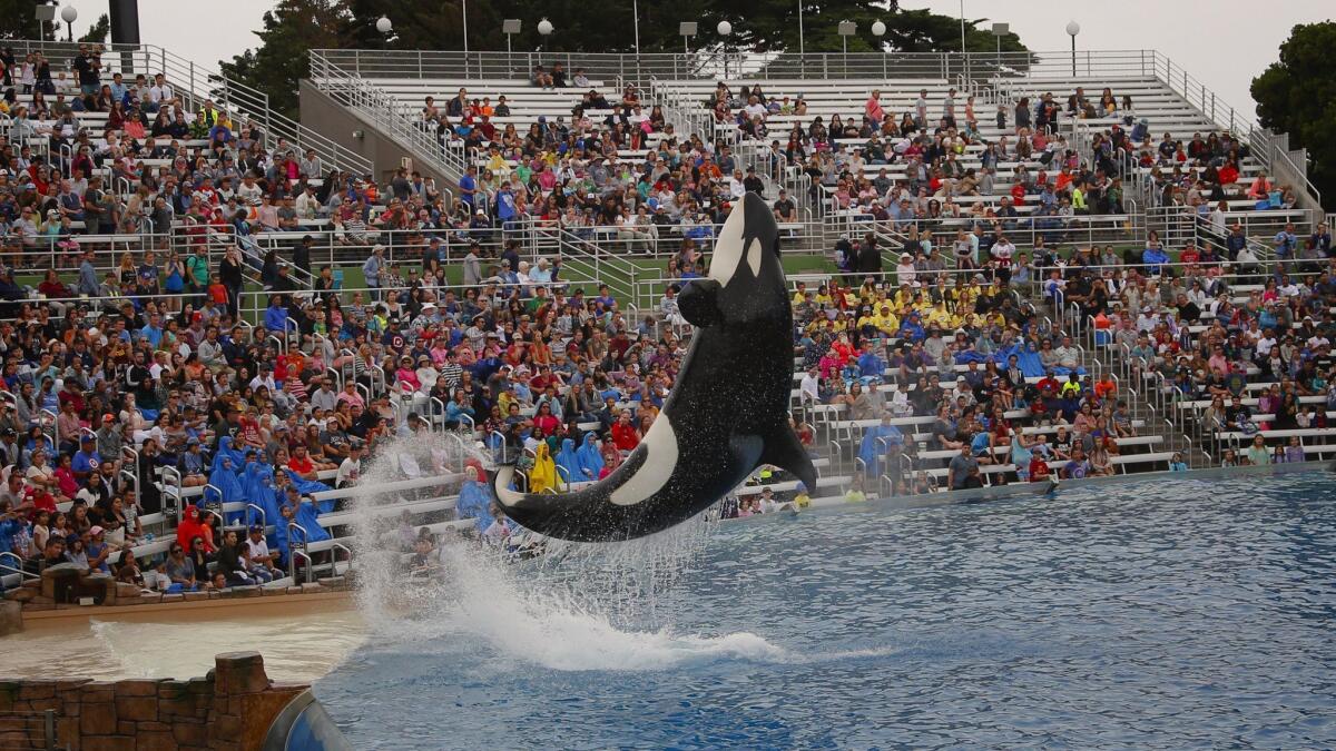 SeaWorld San Diego last year unveiled its new Orca Encounter, which replaced the more theatrical Shamu shows that were phased out in San Diego.