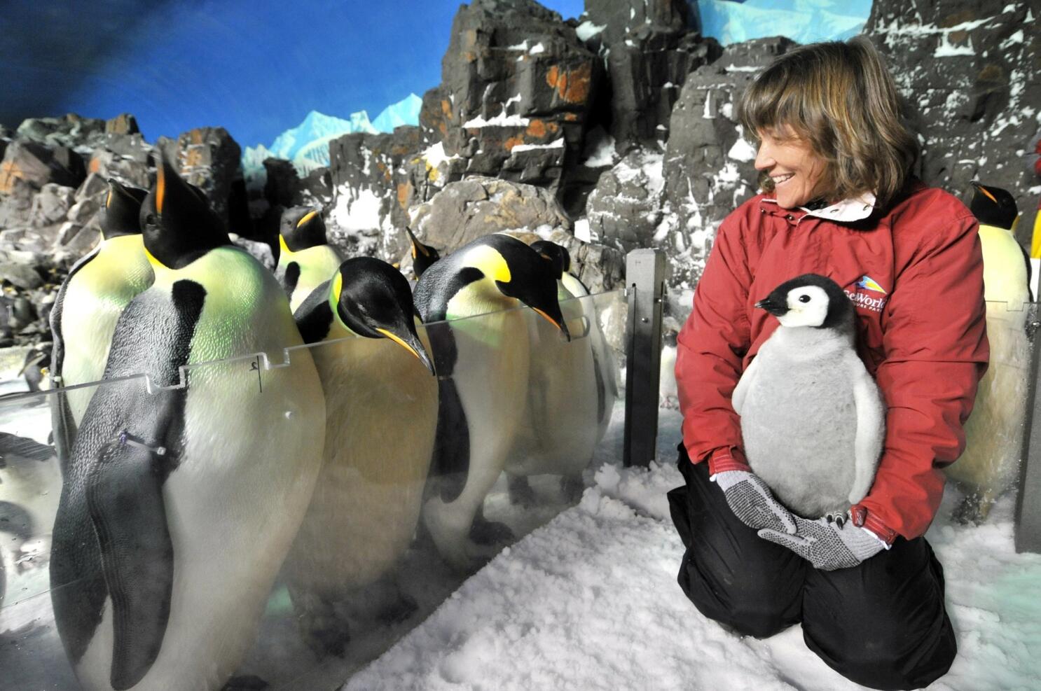 SeaWorld's new penguin meets the family - The San Diego Union-Tribune