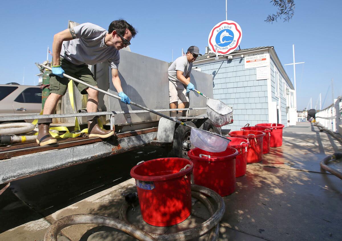 Marine biologists Reed Newman, left, and Mitchell Masuda of the Hubbs-SeaWorld Research Institute carefully deliver about 2,000 recently hatched white sea bass at Newport Harbor on Wednesday as part of a population enhancement project.