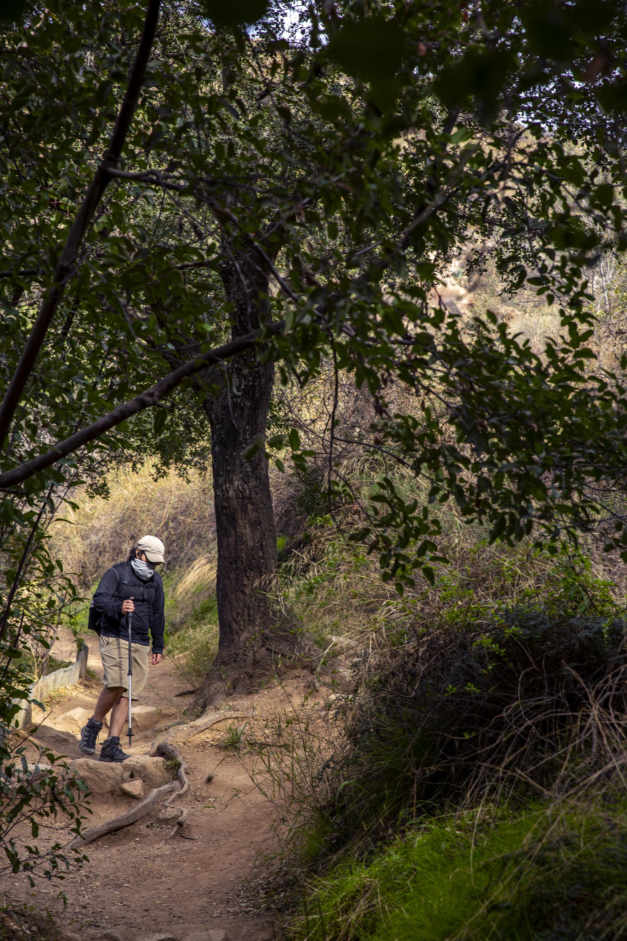 A hiker walks past a large tree on the Sam Merrill Trail to Echo Mountain.