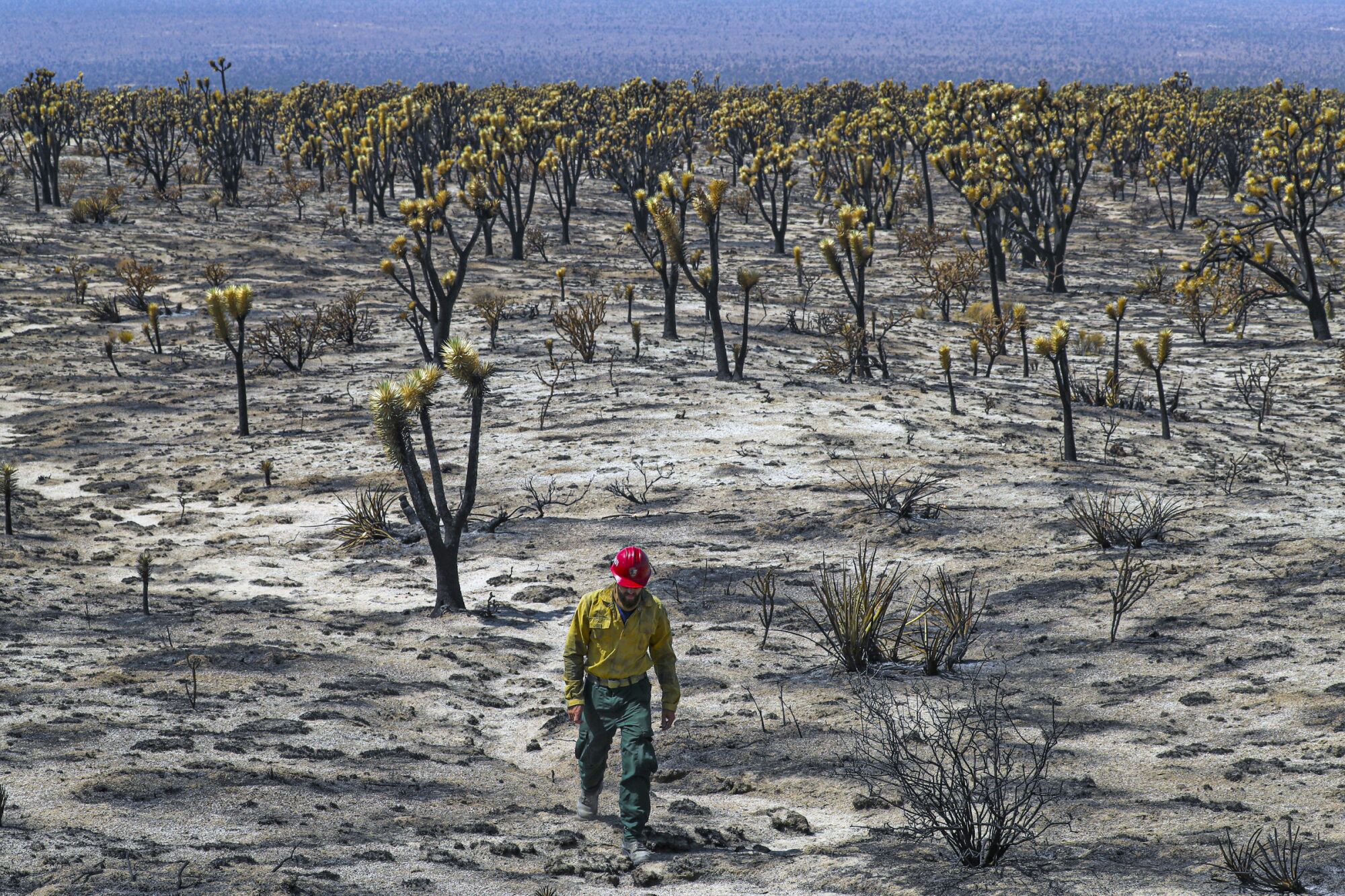 J.T. Sohr is dwarfed by the massive expanse of a charred section of Mojave National Preserve.  