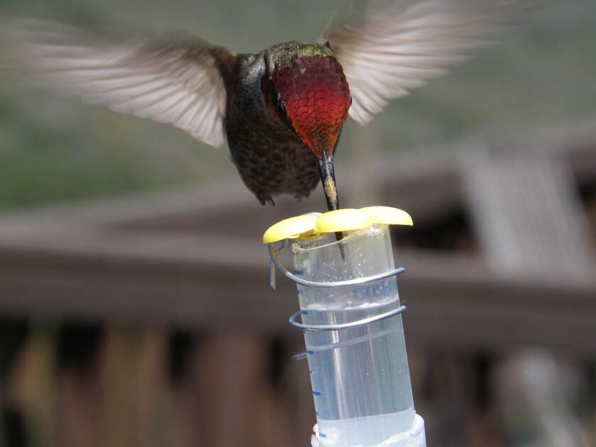 Ancient birds traded umami for sweet leading to today #39 s hummingbirds