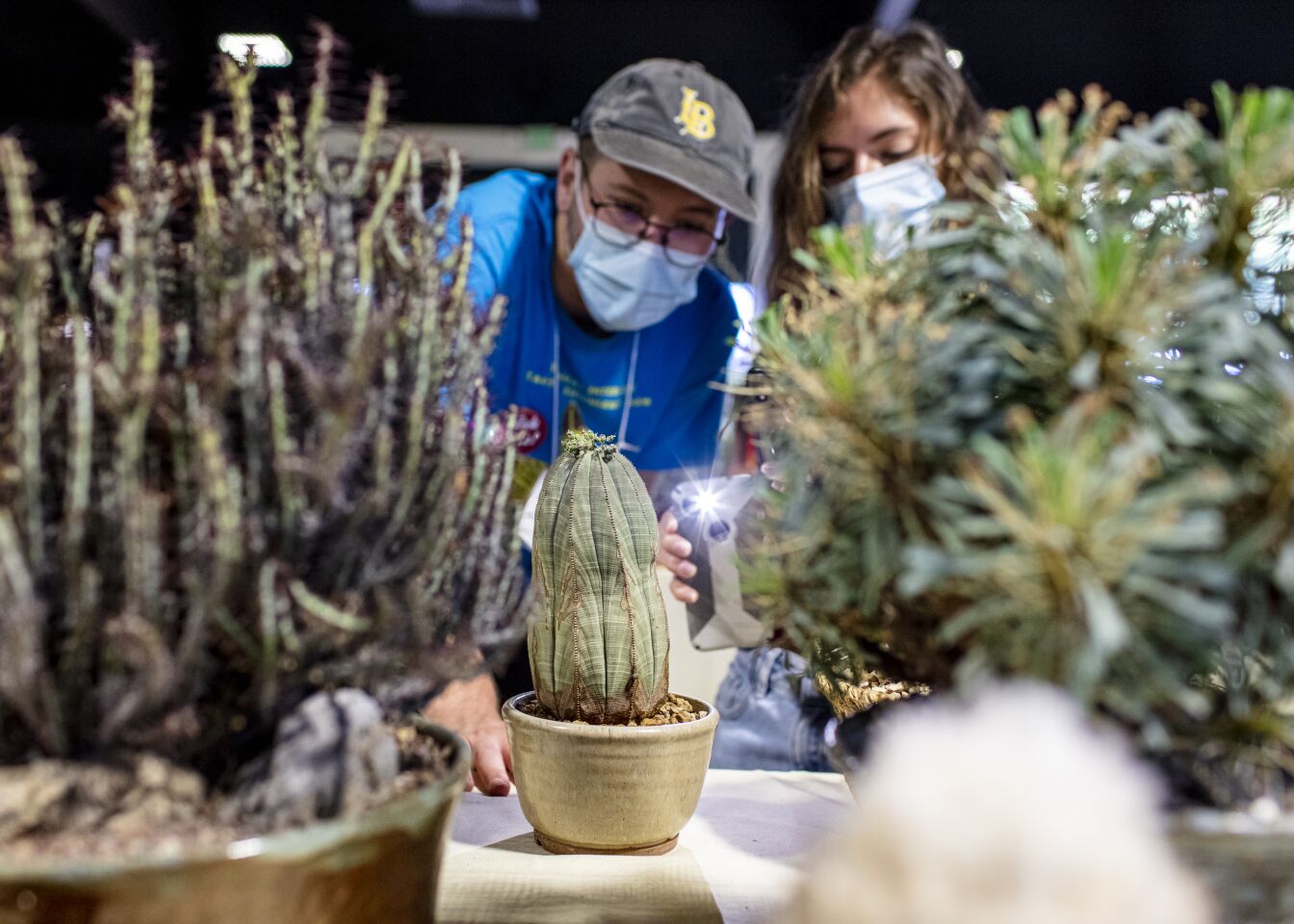 Gavin Hunn, left, and Crystal Eckman of Escondido examine a Euphorbia obesa succulent entered by Louise Stack of Covina, while they record a live stream for the convention's Instagram page, @intercityshow
