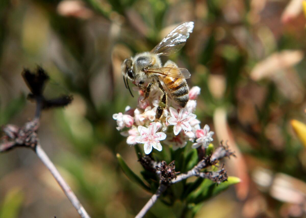 A bee lands on a flower at Deukmejian Wilderness Park in Glendale.