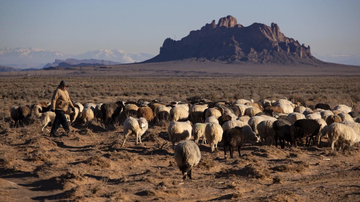 A  Navajo woman herds her sheep near Two Grey Hills, N.M. 