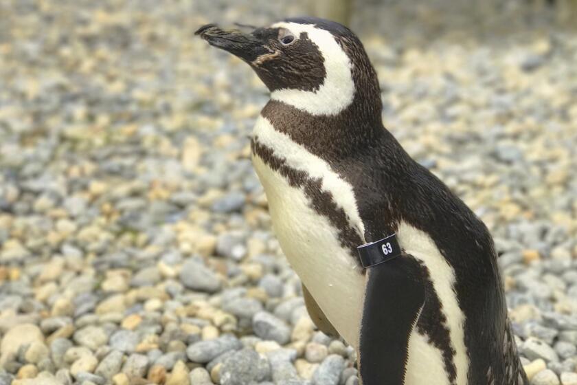 This undated photo released by the San Francisco Zoo & Gardens, shows, a male Magellanic penguin, called Captain EO, at the zoo in San Fransisco. The oldest Magellanic penguin at the San Francisco Zoo & Gardens — one of the oldest penguins living under human care anywhere in the world — died Wednesday, July 6, 2022, at the age of 40, the zoo reported. The species' average life expectancy is 20 to 30 years. (San Francisco Zoo & Garden via AP)