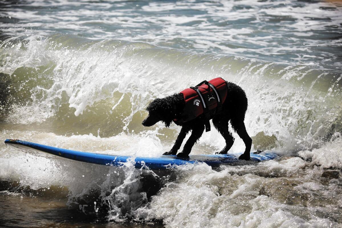 Daisy Dukes, a 3-year-old standard poodle, spends Sunday morning cooling down during a surfing lesson at Huntington Dog Beach.
