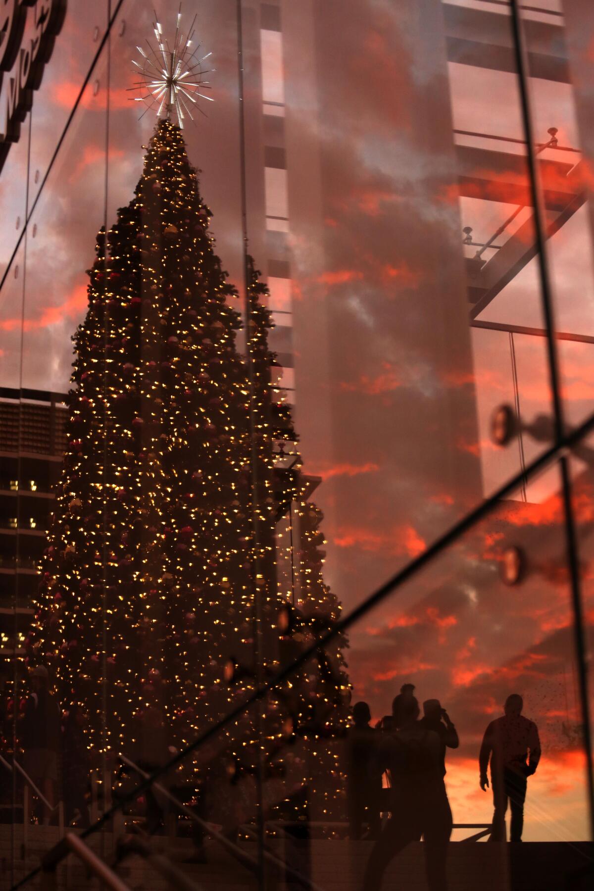 A Christmas tree and a sunset are reflected in a glass facade