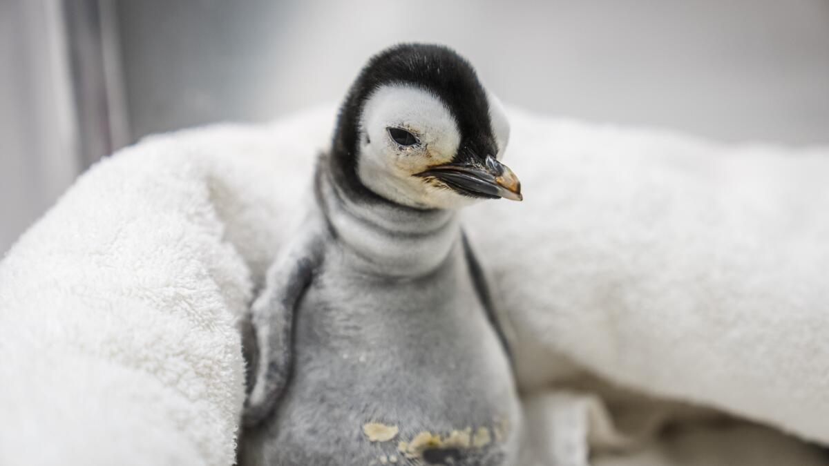 baby gentoo penguin