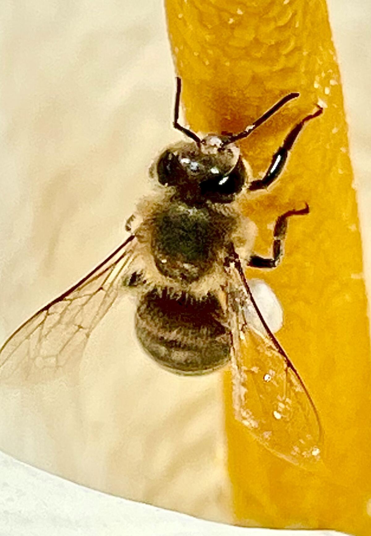 A bee gathers pollen from a calla lily.