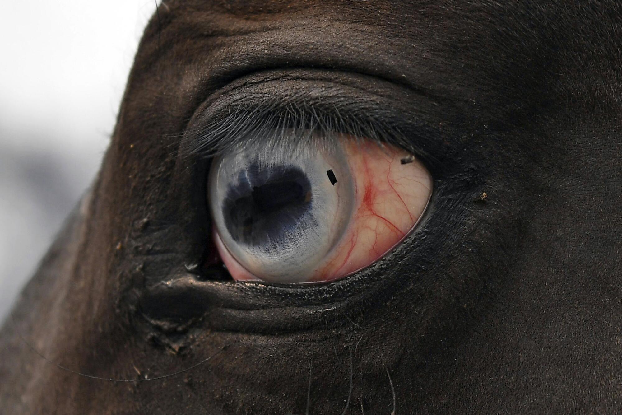 Debris from a fire is seen in the eye of a horse in Vacaville, Calif.