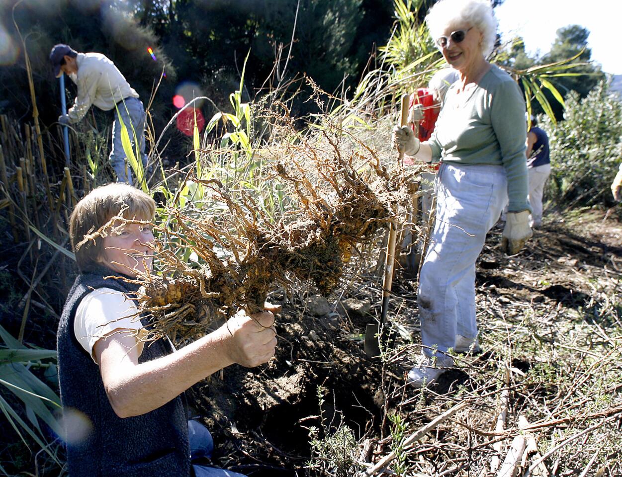 Photo Gallery: Volunteers remove non-natives from Rosemont Preserve