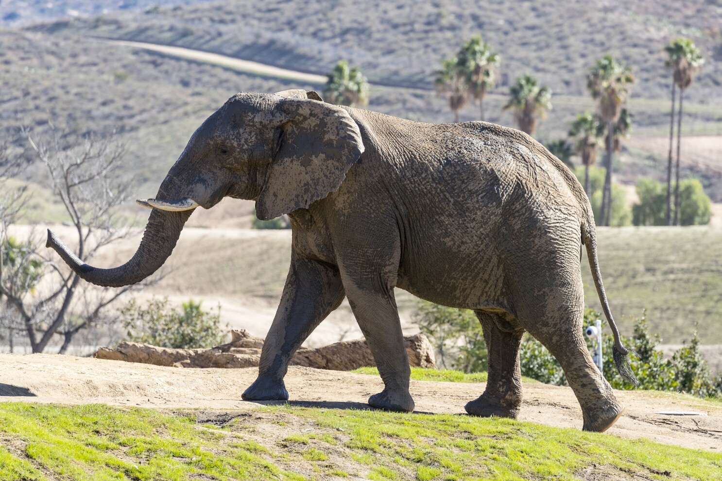 Animal Activists Put San Diego Zoo Global On Annual List Of Ten Worst Zoos For Elephants The San Diego Union Tribune