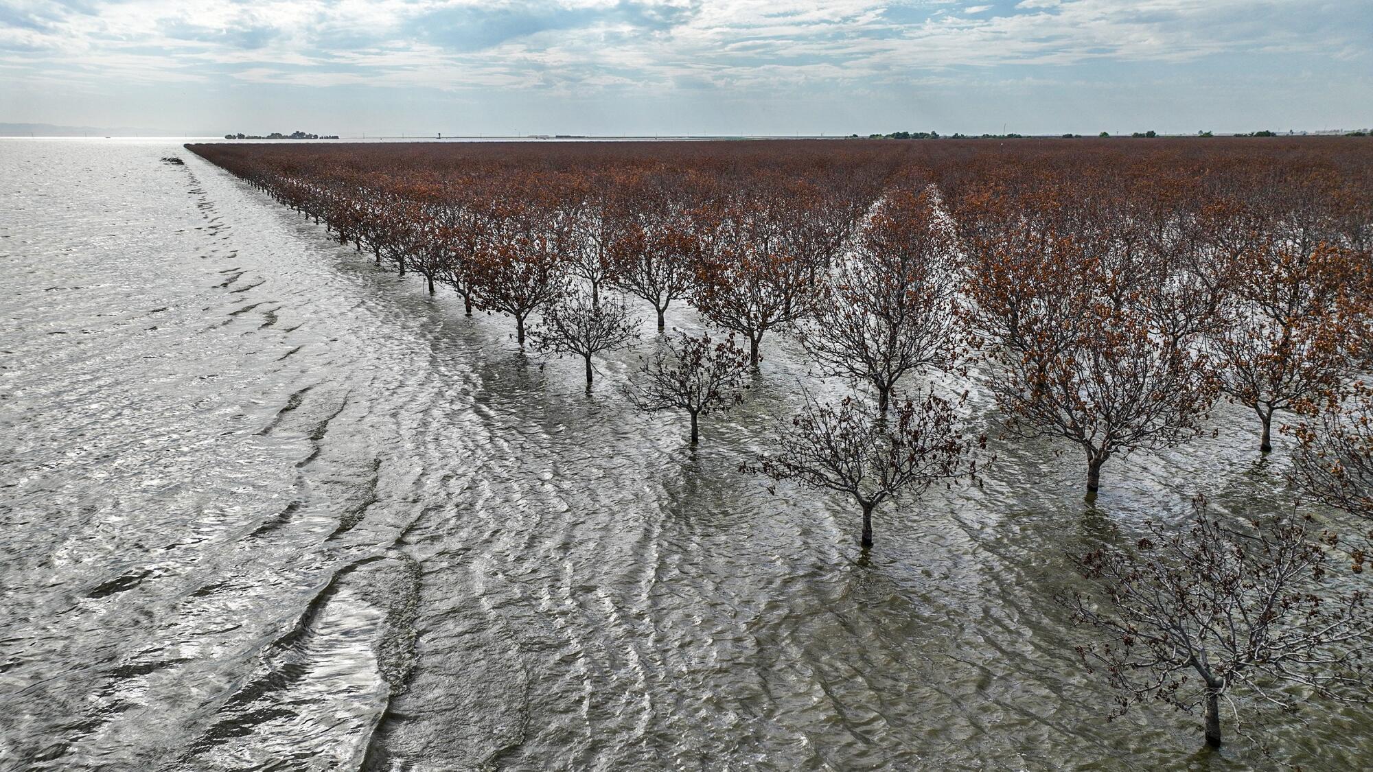 Flood waters ripple through an orchard of dead and dying pistachio trees.