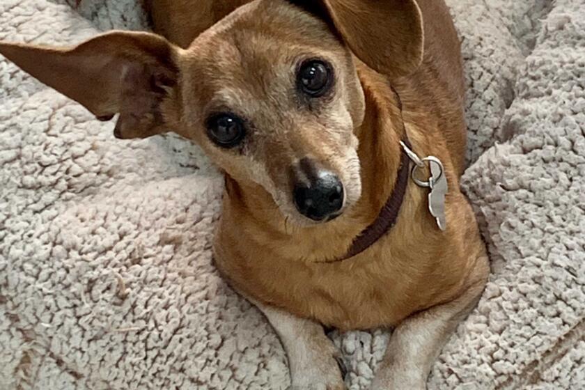 Alf, a six-year-old Chihuahua up for adoption at the Shelter Hope Pet Shop in Thousand Oaks. Photo courtesy of Shelter Hope Pet Shop.