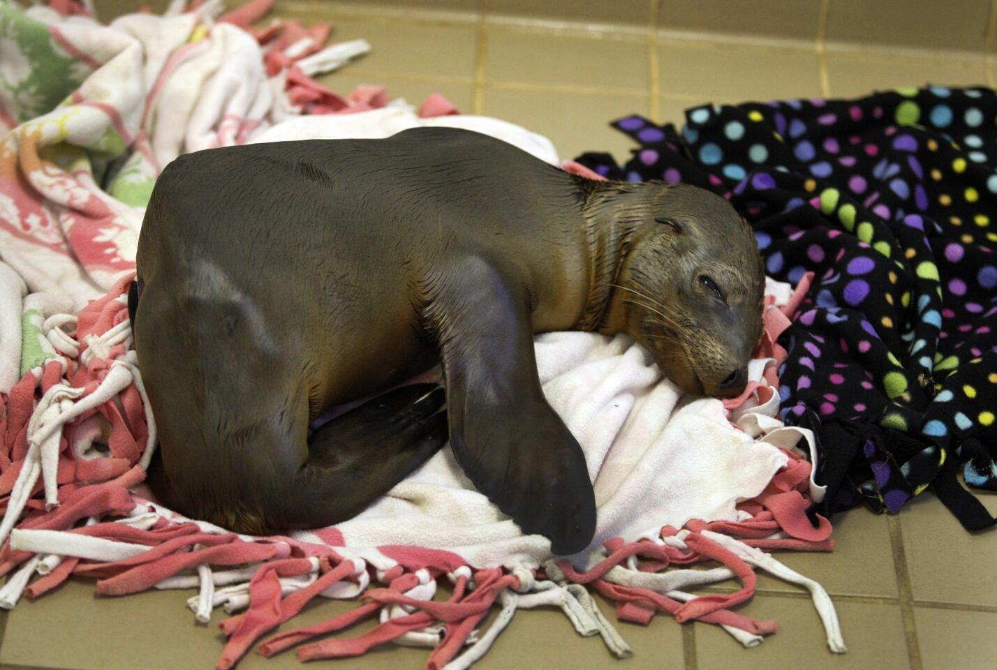 A sea lion pup rests in the center's nursery. The new arrivals start off in what could pass as a couple of emptied-out laundry rooms, where the pups snuggle on blankets or splay out their flippers to warm their emaciated bellies on the heated tile floors.