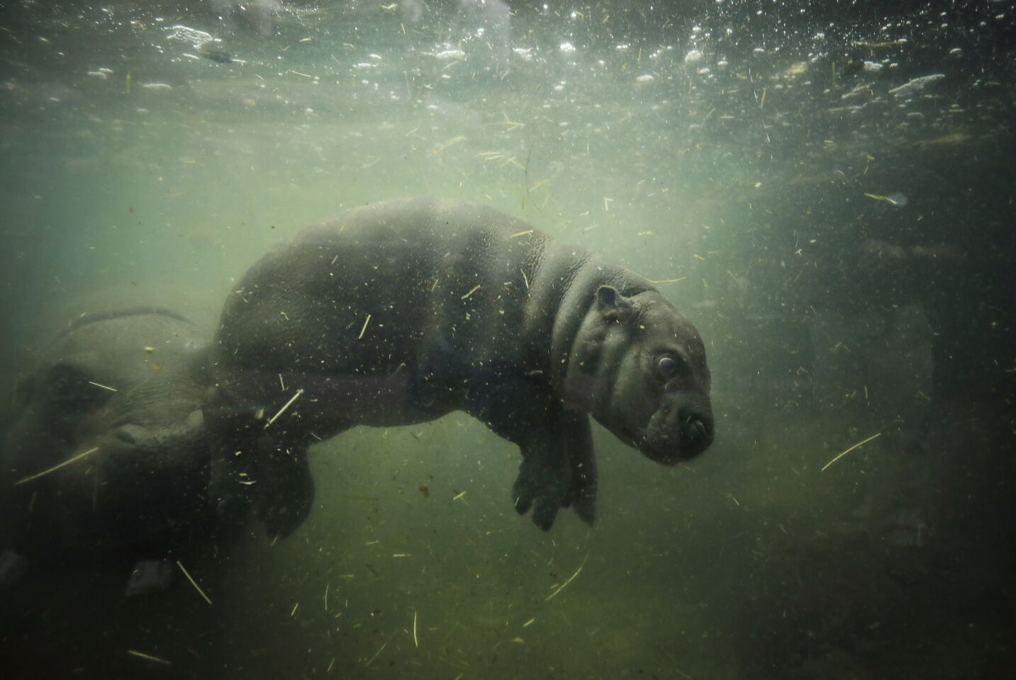 Akobi, a 40-pound, 67 day-old pygmy swims in the water at the San Diego Zoo on June 15, 2020. Akobi was introduced to the public for the first time as it explored the main exhibit for the first time Monday.
