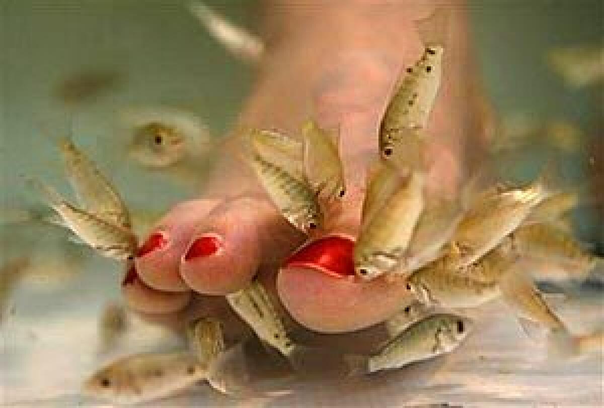 Tracy Roberts, 33, of Rockville, Md. has her toes nibbled on by a type of carp called garra rufa, or doctor fish, during a fish pedicure treatment at Yvonne Hair and Nails salon in Alexandria, Va.