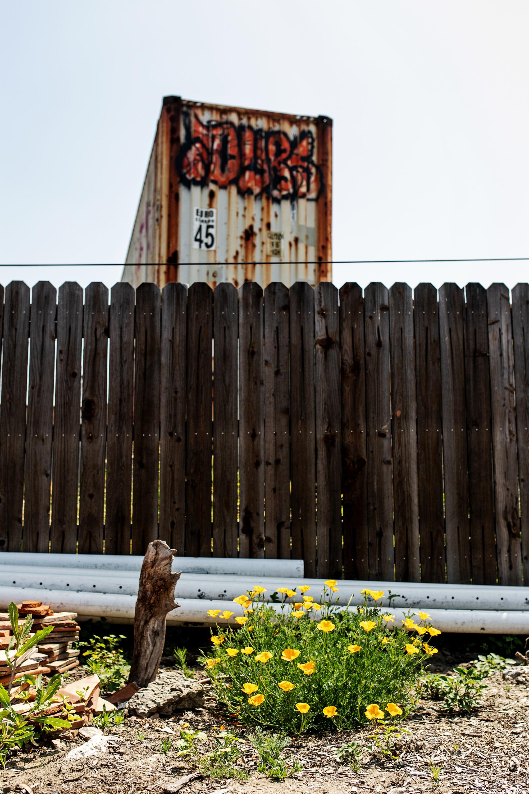 Flowers bloom inside the fenced walls of a garden, as old rusted storage containers rise up from the adjacent yard.