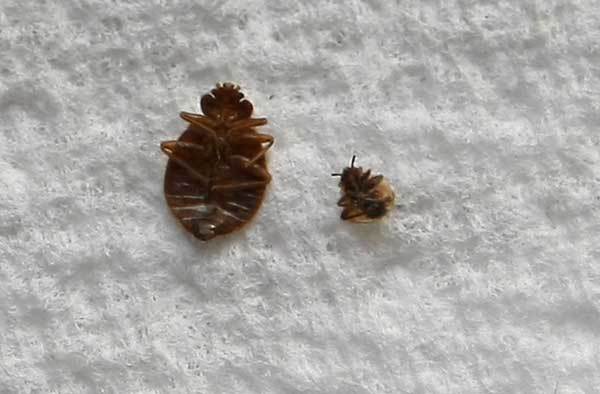 August 25 - Bed Bugs outbreak