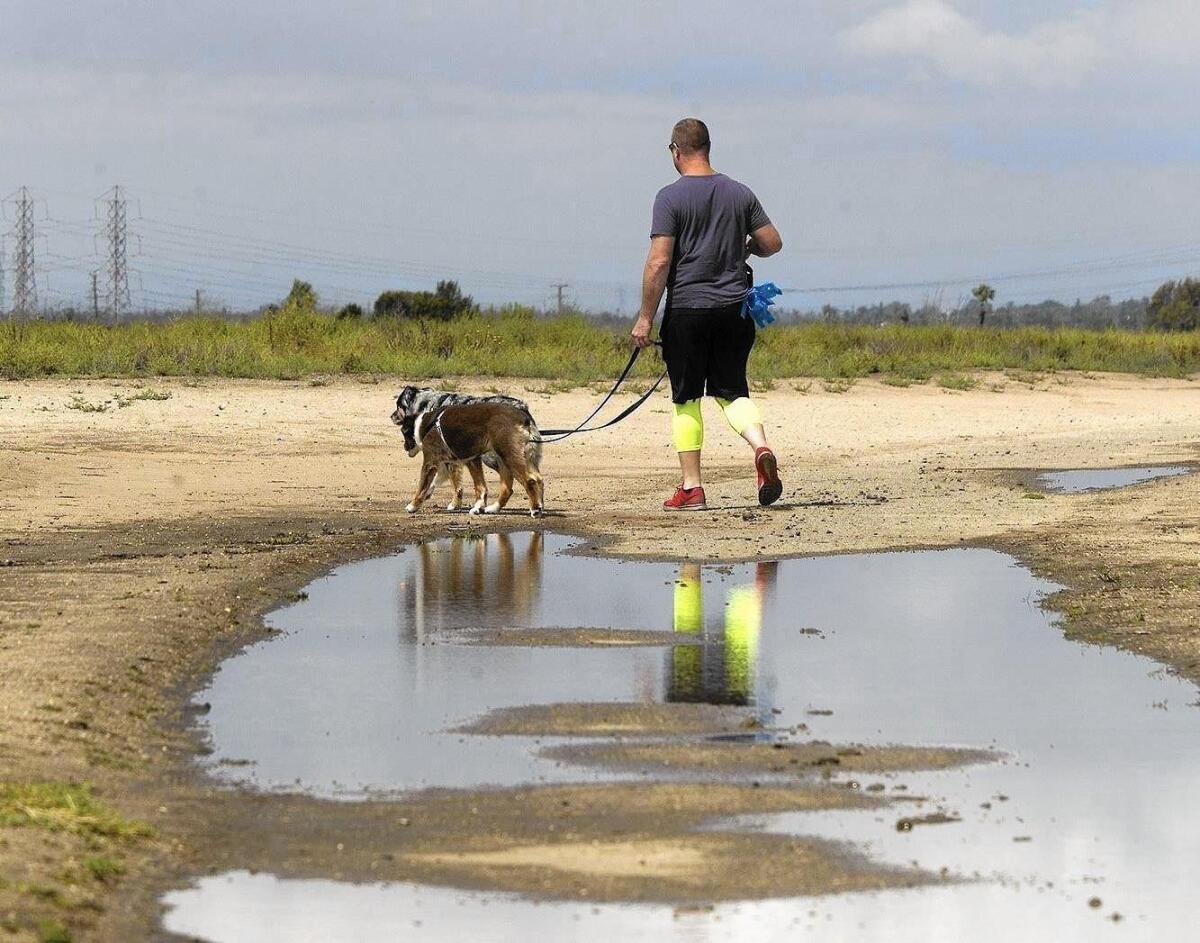 A man walks his dogs at Costa Mesa’s Fairview Park, which is the subject of a resident-sponsored ballot initiative calling for local voter approval of some possible changes to the park. The city is planning a competing measure.