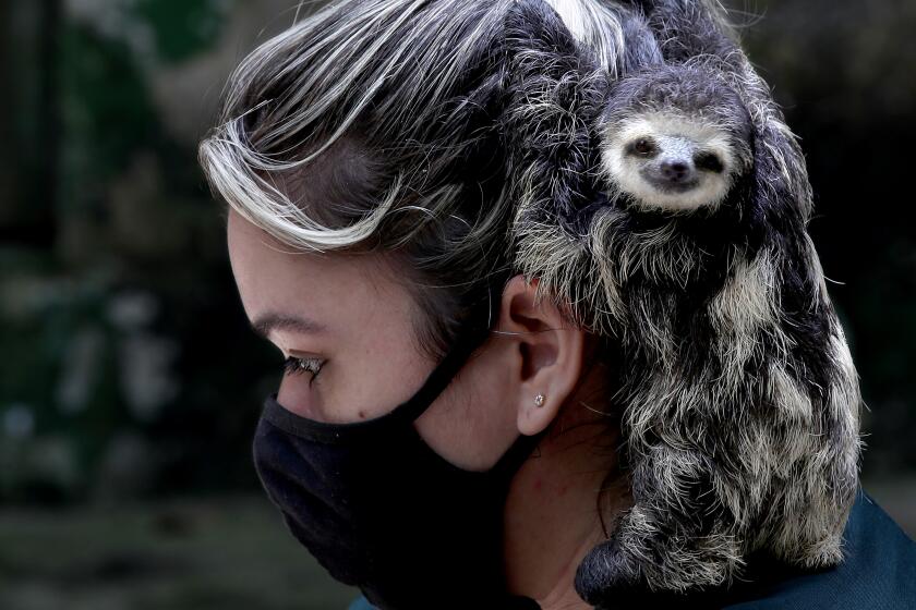 MANAUS, BRAZIL. - NOV. 8, 2021. A sloth takes refuge in the hair of a reseacher with the Oswaldo Cruz Foundation, Brazil's most prominent scientific institution. As people further encroach on the rainfororest, buffers between humans and wildlife are erased, increasing the possibility of pathogen transmission between species. Scientific researchers constantly track and catalog pathogens found in animals from the Brazilian jungle. (Luis Sinco / Los Angeles Times)