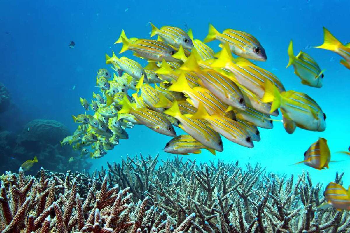 A school of fish hovers over staghorn coral on the Great Barrier Reef in Australia. The world-renowned reef has had a problem with coral bleaching.
