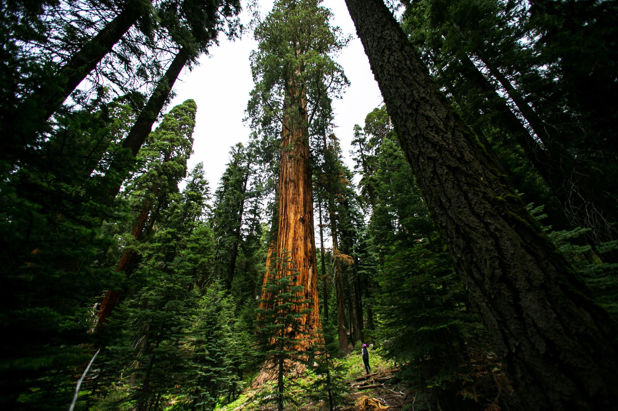 A giant sequoia tree in a grove