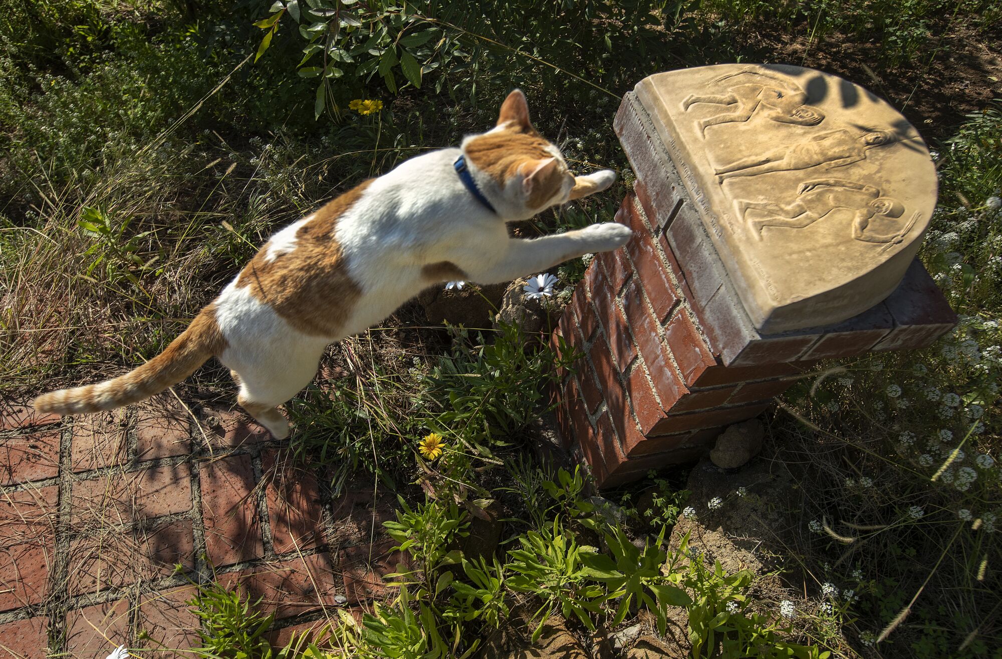 A cat leaps onto a structure on the grounds of the Monastery of the Angels.