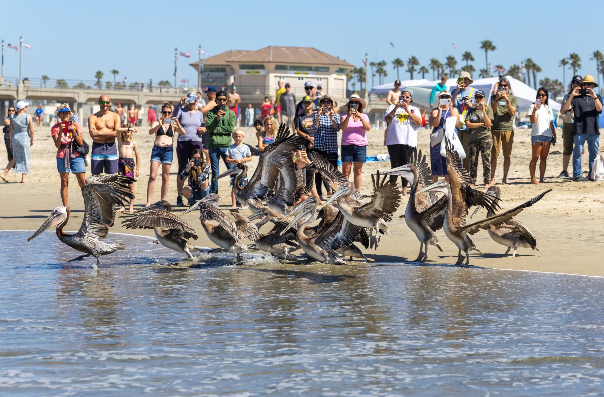 A pelican flies with people in pink T-shirts in the background in the water.