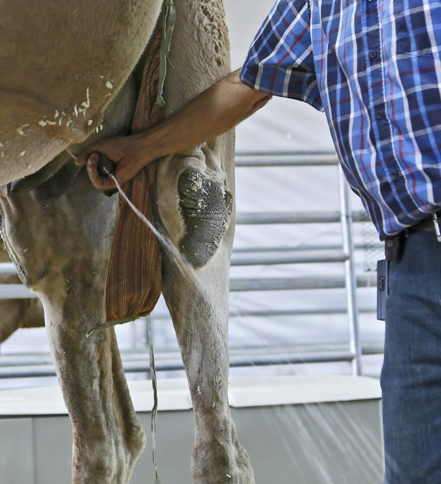 Photo Gallery: Oasis Camel Dairy demo shows how to milk a camel plus other facts about the desert dwelling dromedaries