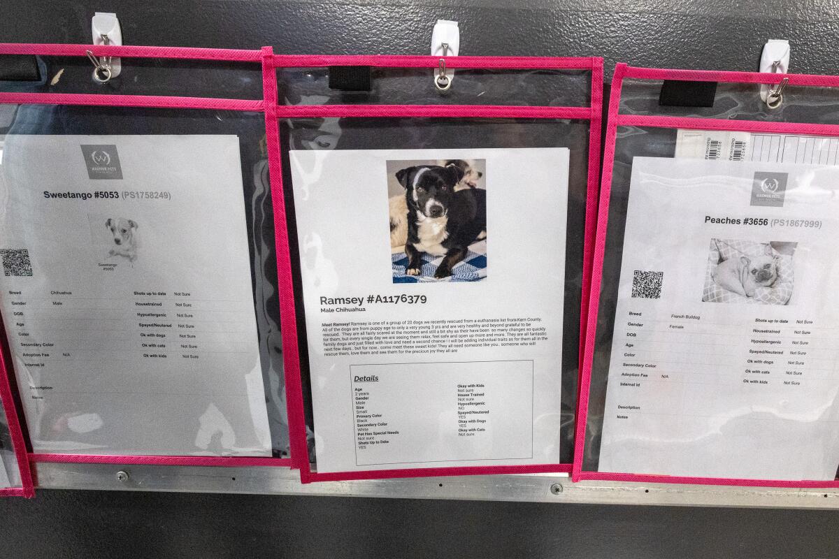 Flyers with available dogs for adoption at Wagmor.