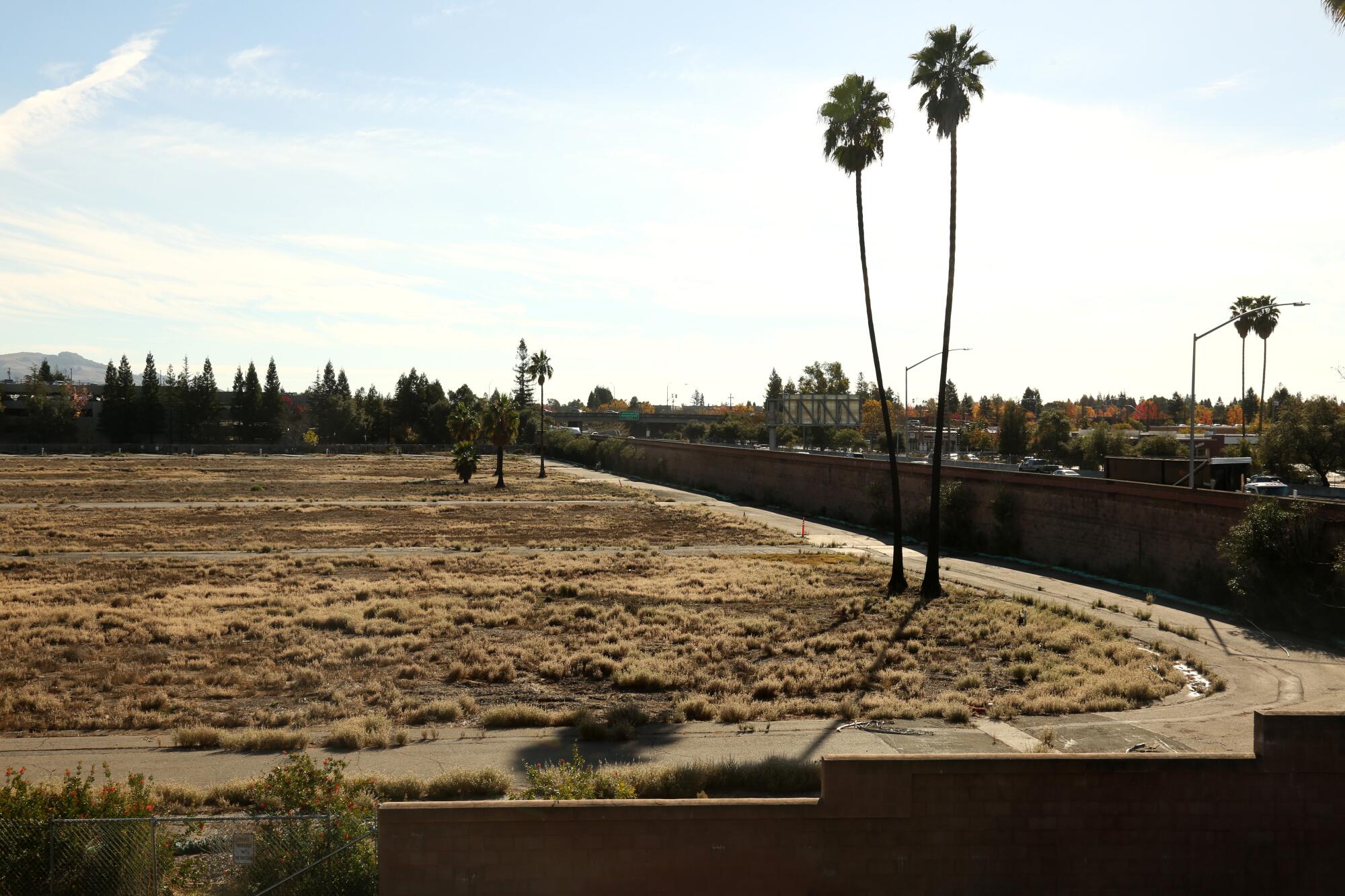 Palm trees rising over the vacant lot in November 2020 where Journey's End Trailer Park once stood in Santa Rosa.