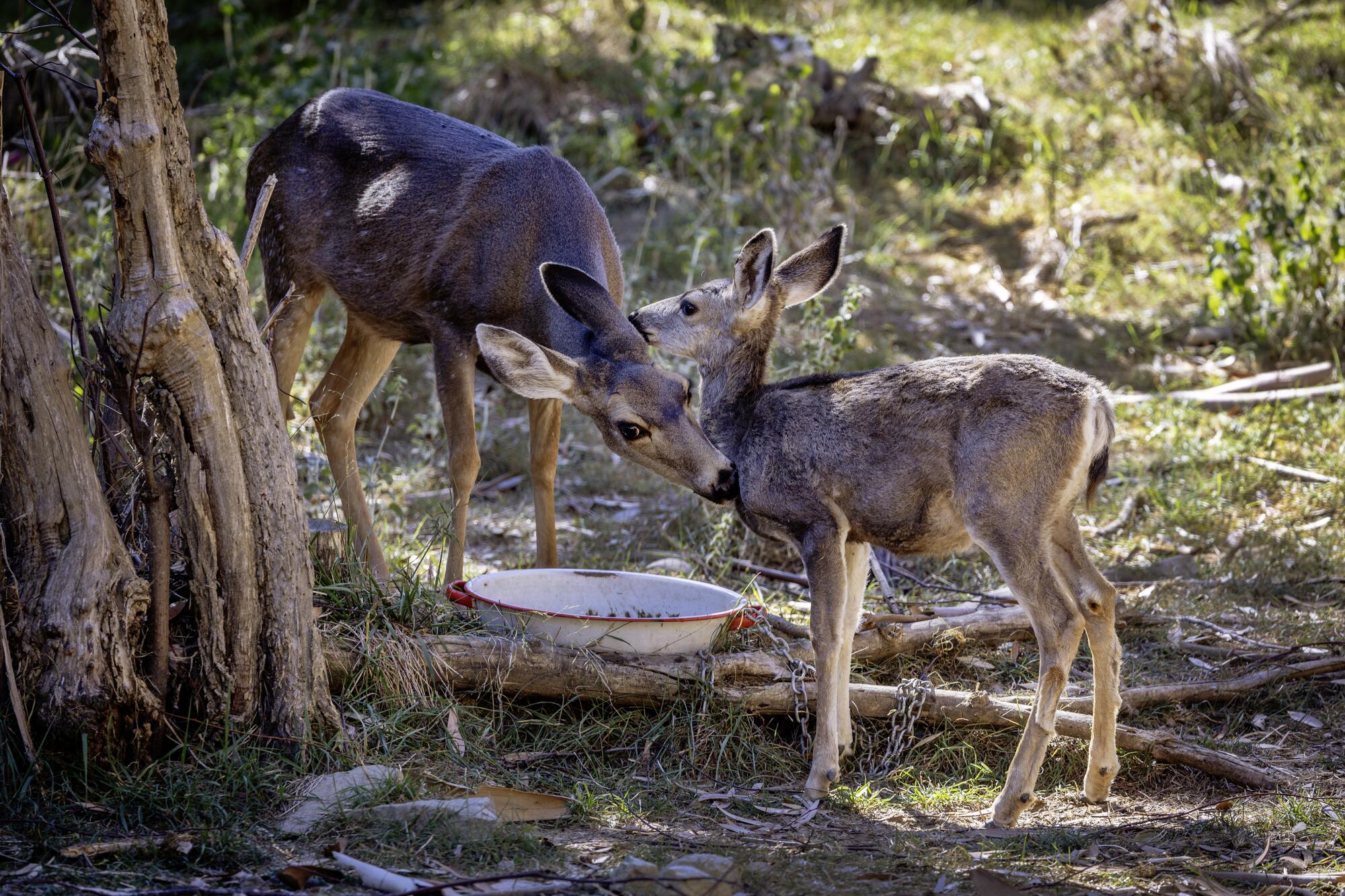     A mule doe licks her fawn on Catalina Island.