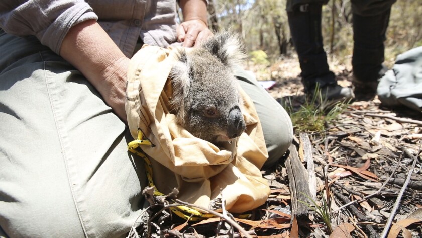 Koalas in fire-ravaged Australia get help from San Diego Zoo - Los ...