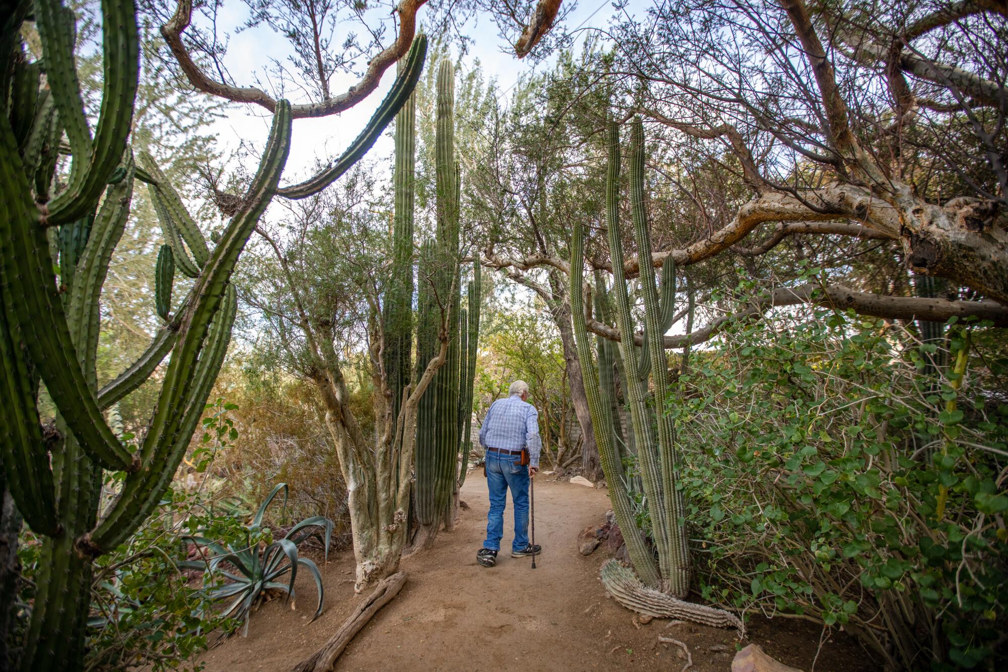 A man with a cane walking away from the camera on a path lined with cactuses.