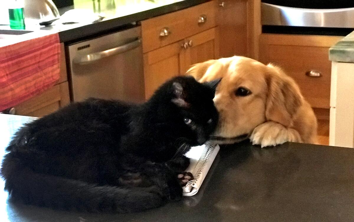 A dog reaches up to nuzzle a cat sitting on a counter. 
