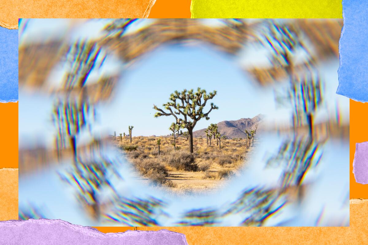 Illustration shows a kaleidoscope view of short, twisty desert trees.