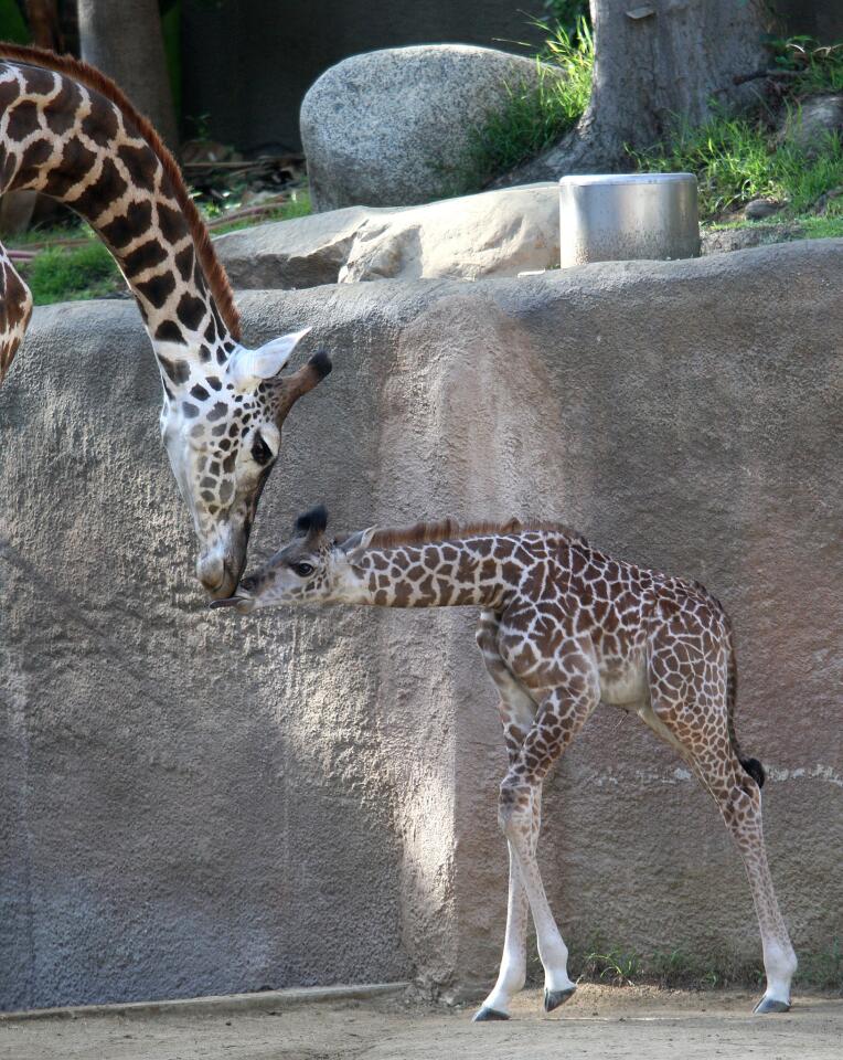 A two-week old male baby giraffe was seen having a tender moment with his Masai giraffe mother in their enclosure at the Los Angeles Zoo and Botanical Gardens, in Los Angeles on Thursday, October 22, 2015. The unnamed calf was born weighing about 130 lbs. and stood at just under six feet tall and is the first-born to his mother, four-year old Zainabu.