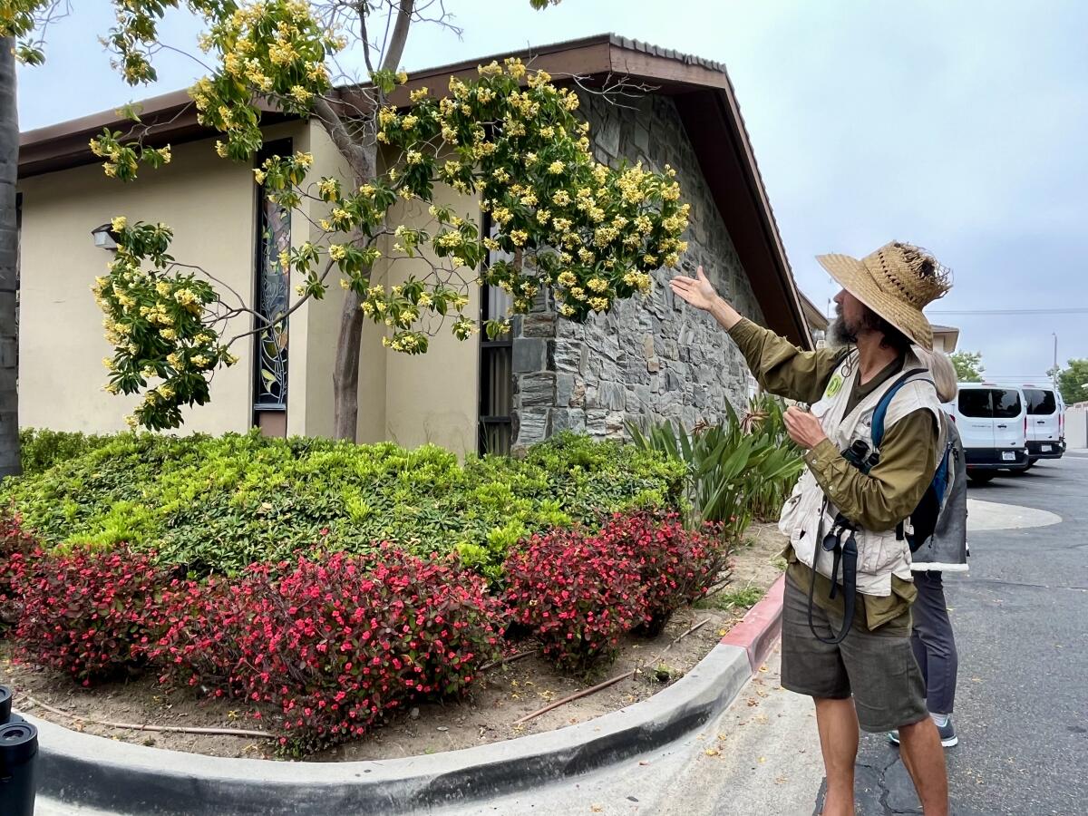 Naturalist Joel Robinson describes a tree blooming with flowers.