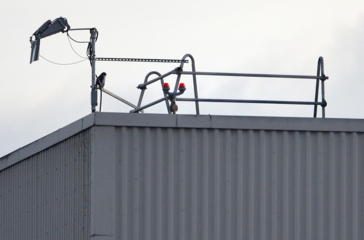 A male peregrine falcon perches atop the roof of the idled plant where Boeing made 737 Max planes.